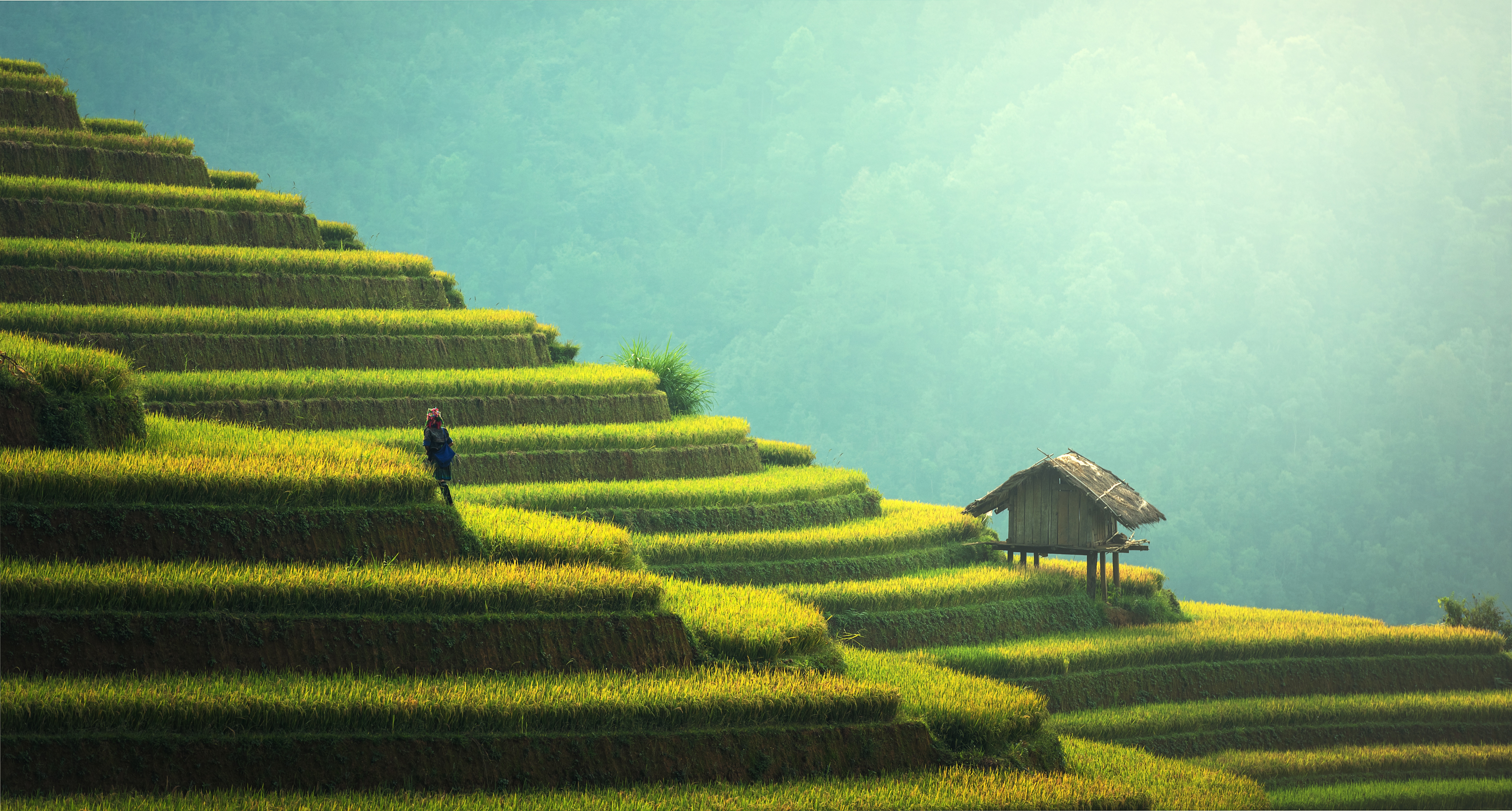 man climbing rice terraces